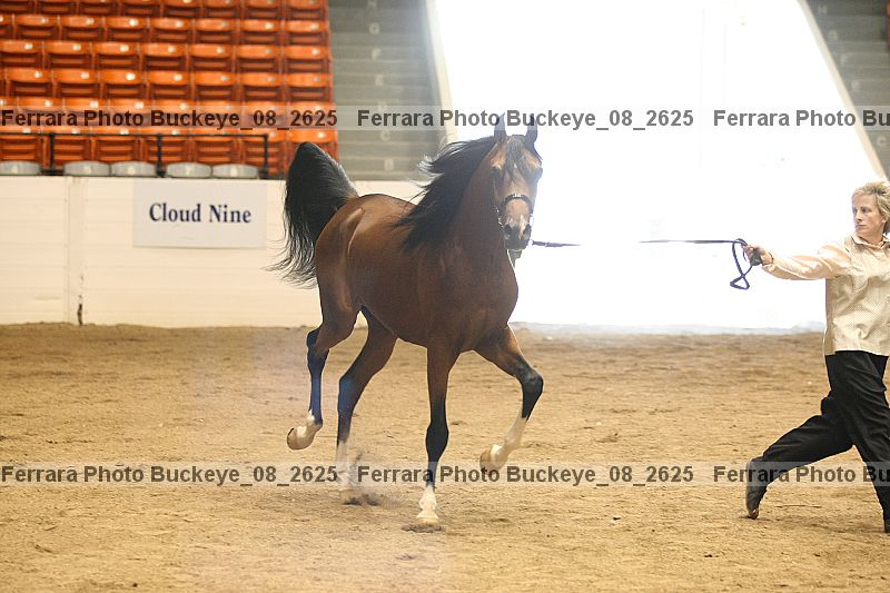 Proof buckeye_08_2625