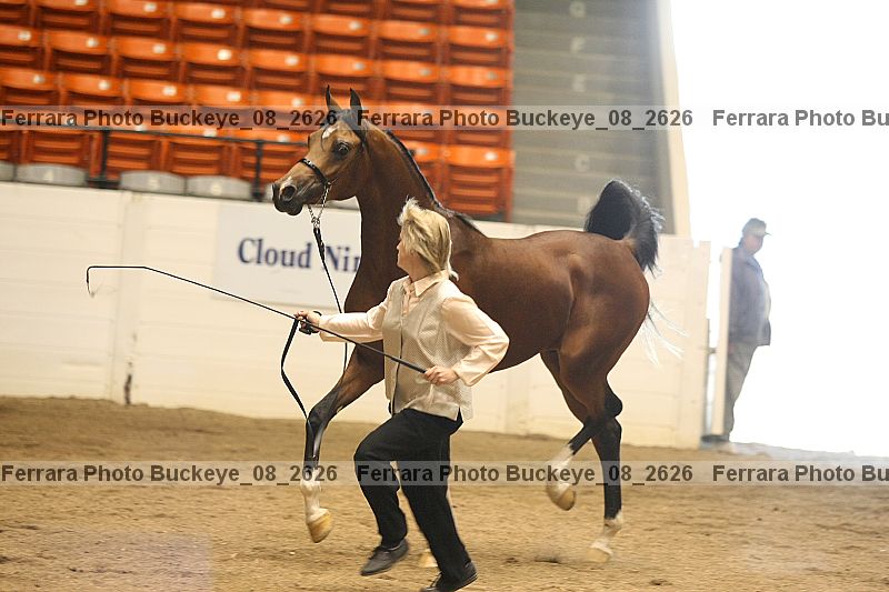 Proof buckeye_08_2626