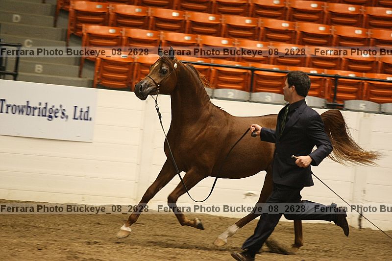 Proof buckeye_08_2628