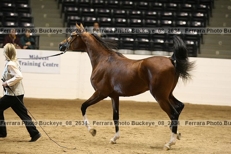 Proof buckeye_08_2634