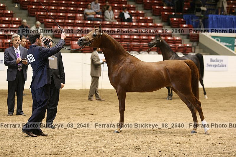 Proof buckeye_08_2640