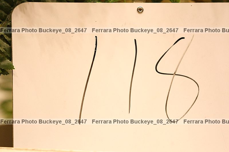 Proof buckeye_08_2647