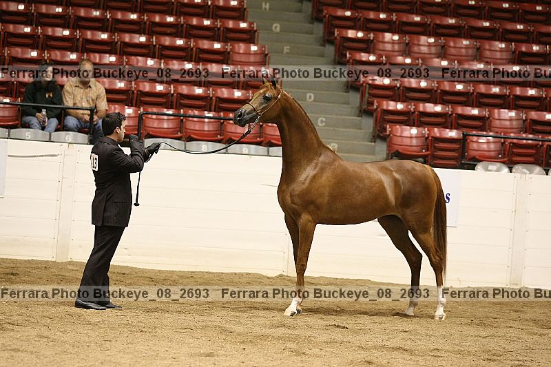 Proof buckeye_08_2693