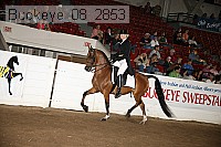 buckeye_08_2853 proof