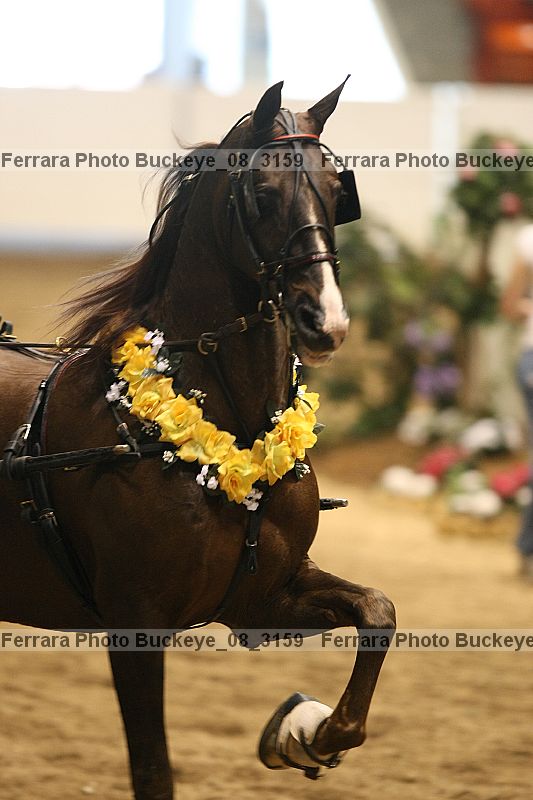 Proof buckeye_08_3159