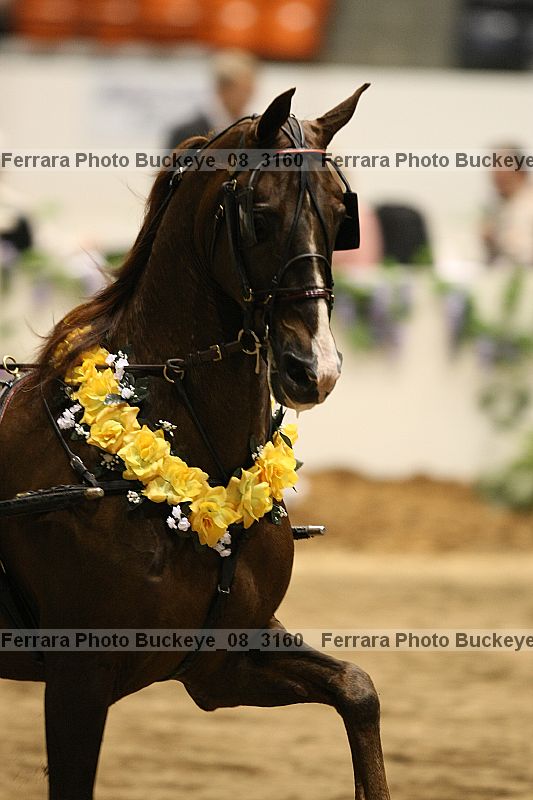 Proof buckeye_08_3160