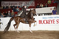 buckeye_08_3476 proof
