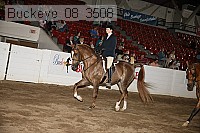 buckeye_08_3508 proof