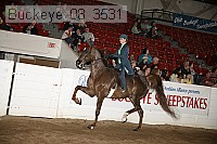 buckeye_08_3531 proof