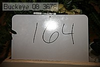 buckeye_08_3678 proof