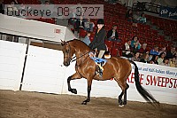 buckeye_08_3727 proof