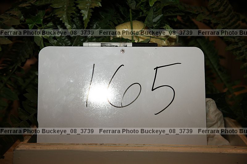 Proof buckeye_08_3739