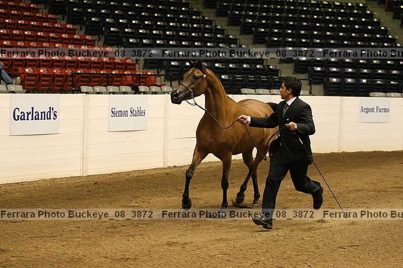 Proof buckeye_08_3872
