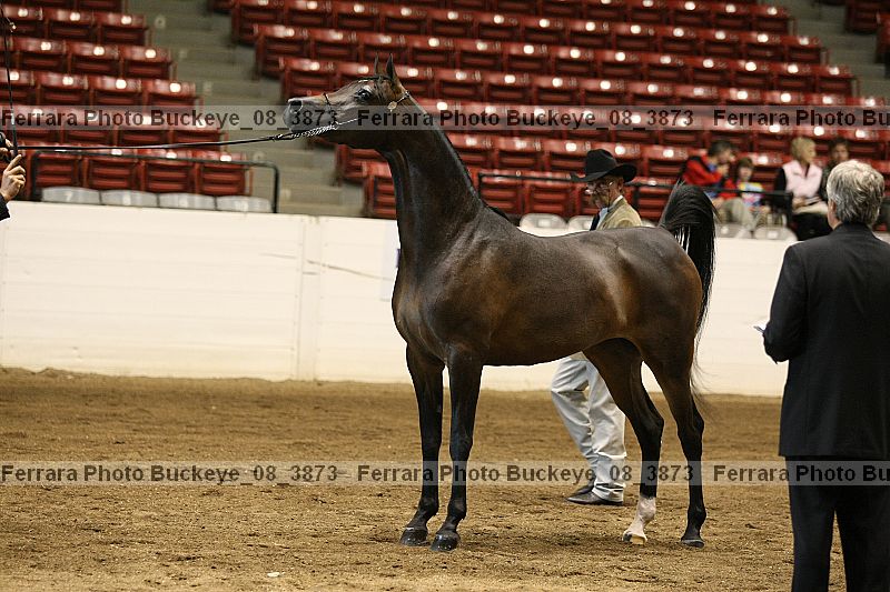 Proof buckeye_08_3873
