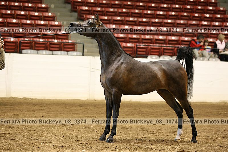 Proof buckeye_08_3874