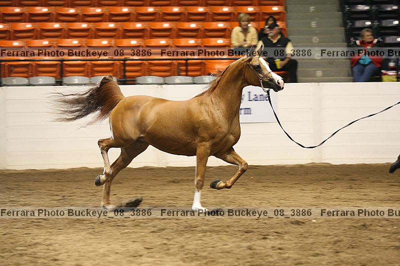 Proof buckeye_08_3886