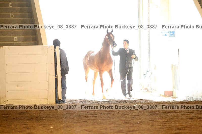 Proof buckeye_08_3887
