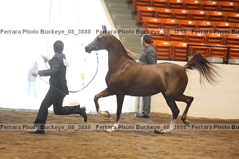 Proof buckeye_08_3888
