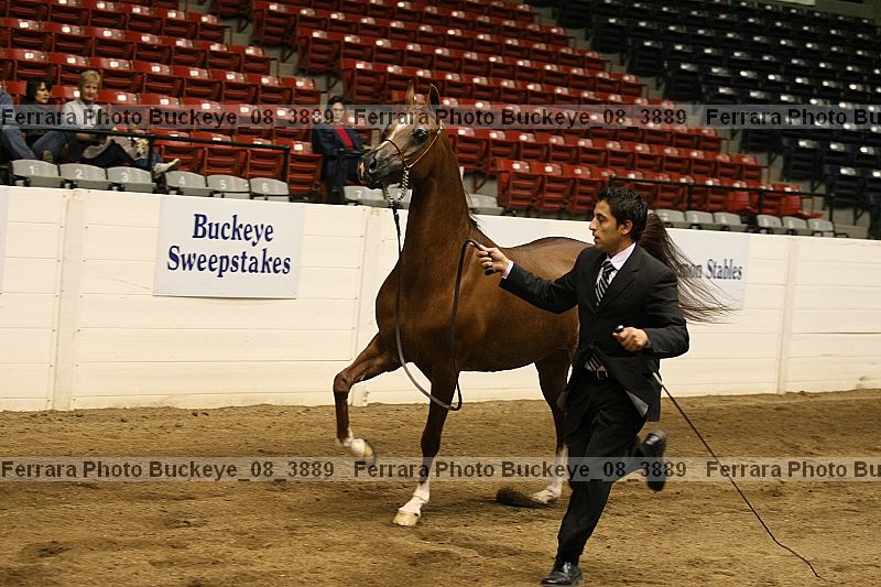 Proof buckeye_08_3889