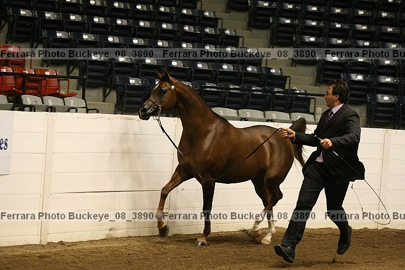 Proof buckeye_08_3890