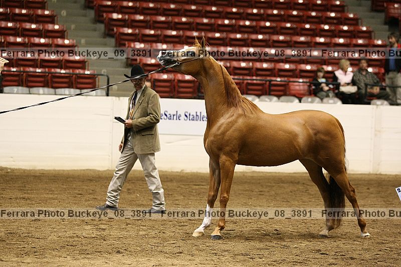 Proof buckeye_08_3891