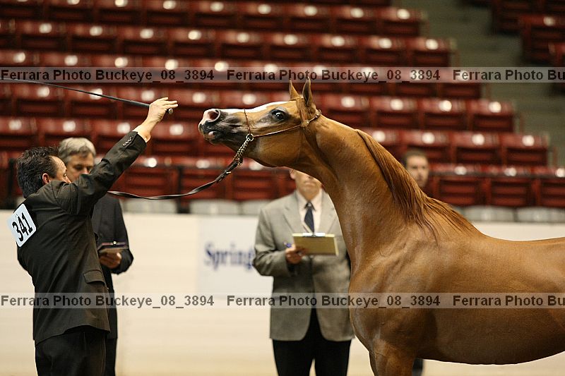 Proof buckeye_08_3894