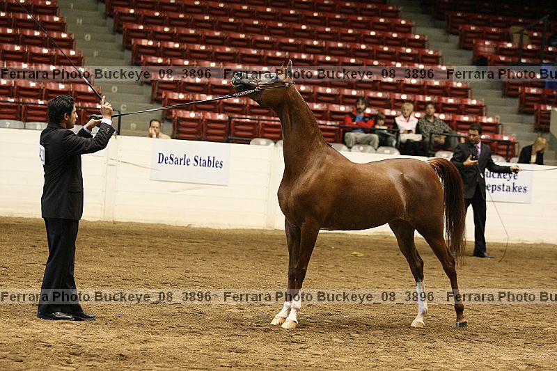 Proof buckeye_08_3896
