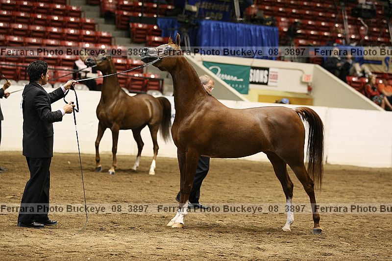 Proof buckeye_08_3897