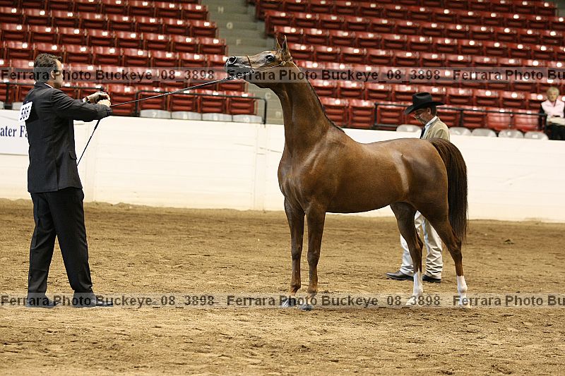 Proof buckeye_08_3898