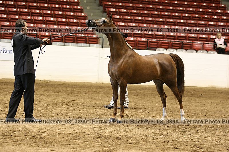 Proof buckeye_08_3899