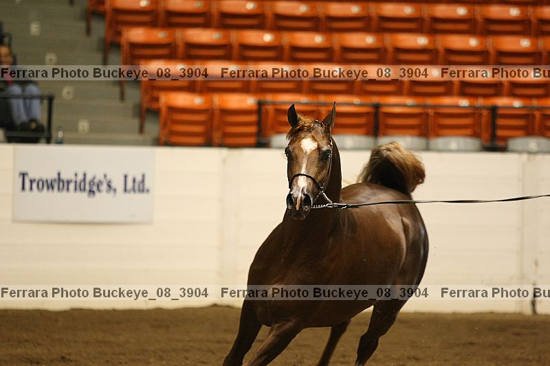 Proof buckeye_08_3904