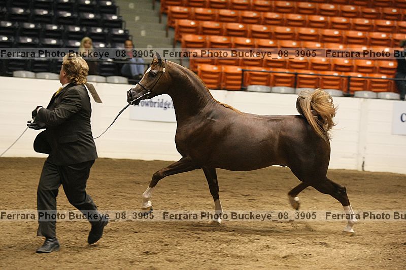 Proof buckeye_08_3905