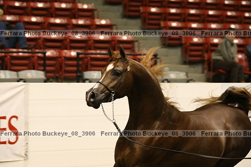 Proof buckeye_08_3906
