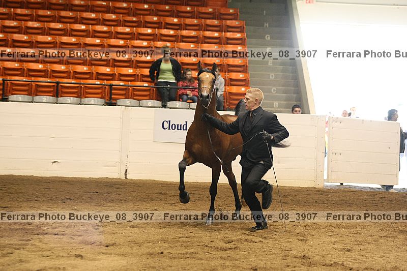 Proof buckeye_08_3907
