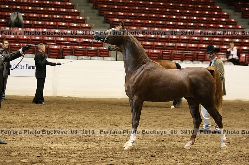 Proof buckeye_08_3910