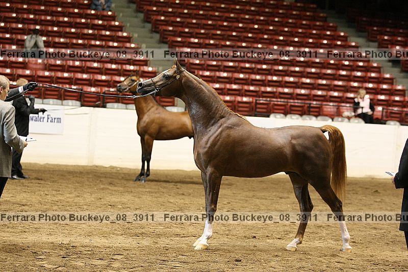 Proof buckeye_08_3911