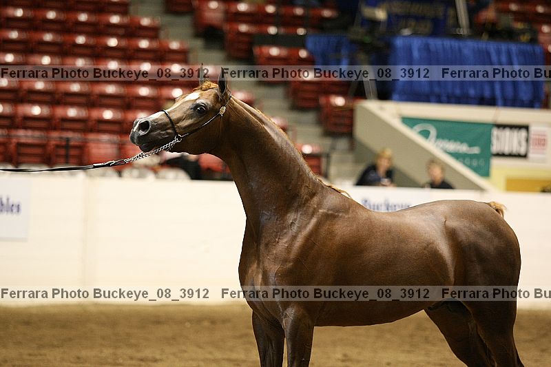 Proof buckeye_08_3912