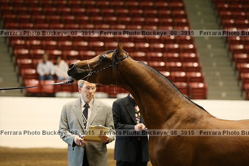 Proof buckeye_08_3915