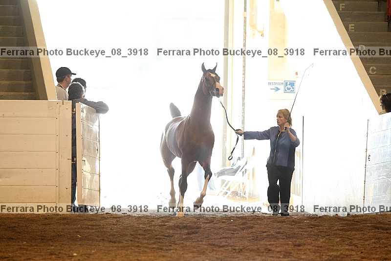 Proof buckeye_08_3918