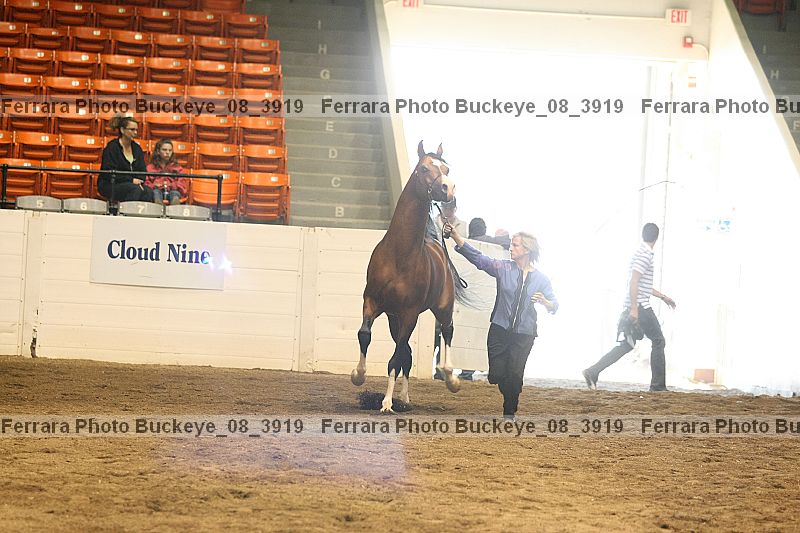 Proof buckeye_08_3919