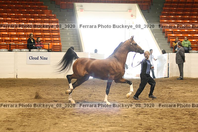 Proof buckeye_08_3920