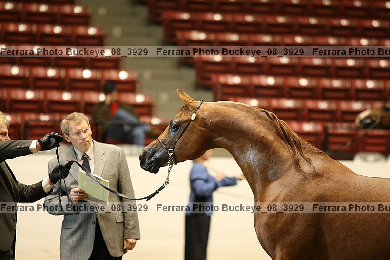 Proof buckeye_08_3929
