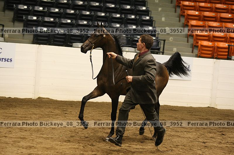 Proof buckeye_08_3952