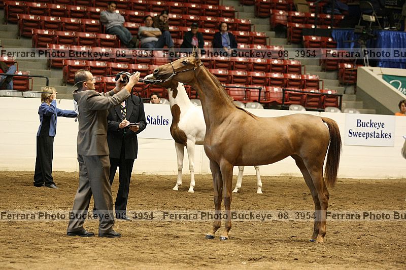 Proof buckeye_08_3954