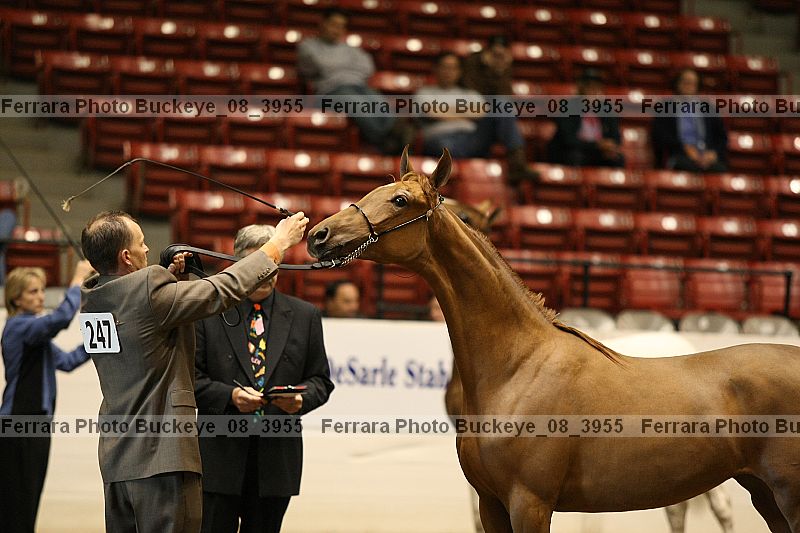 Proof buckeye_08_3955