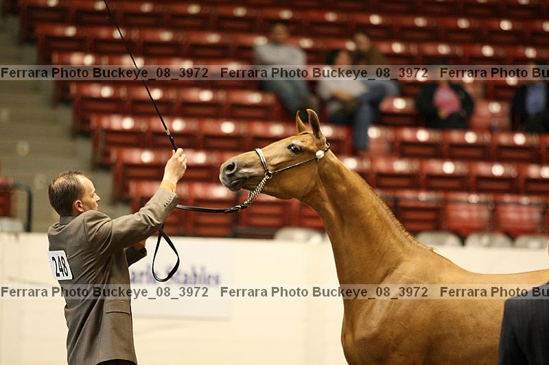 Proof buckeye_08_3972