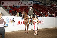 buckeye_08_4248 proof