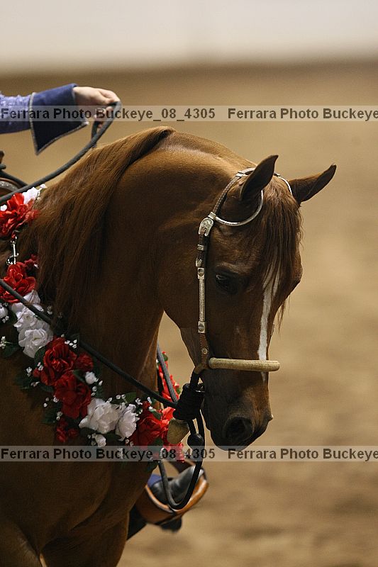Proof buckeye_08_4305