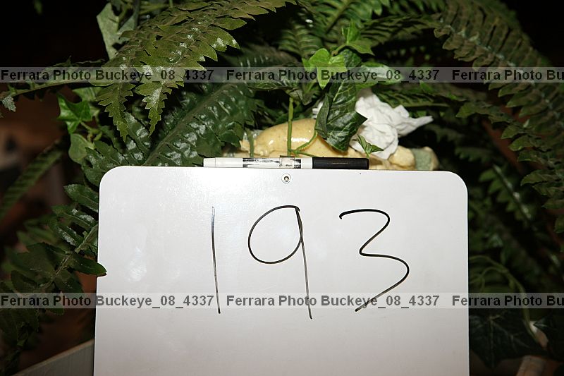 Proof buckeye_08_4337