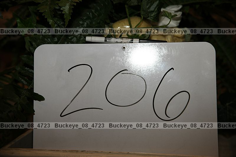 Proof buckeye_08_4723